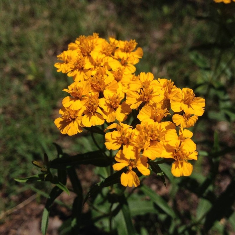Mexikói bársonyvirág - Mexikói tárkony - Tagetes lucida, Tagetes lucida, fűszernövény, fűszer